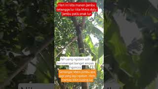 acara Metis kita lur