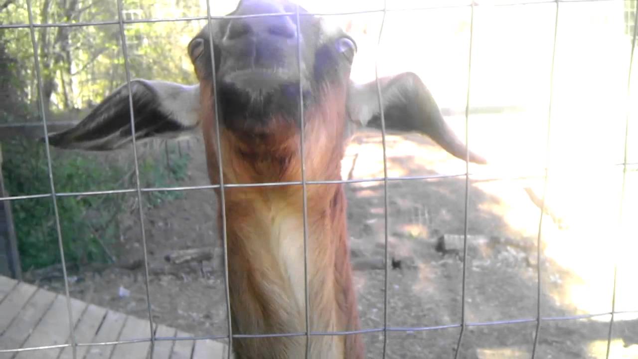 Goat eating chips funny YouTube