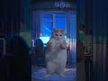 Смешной кот думер #shorts #анимация #думер