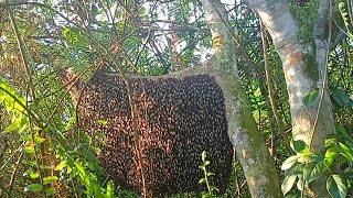 bersarang di rendahan tapi hasil madunya memuaskan #lebah #madu #apisdorsata #hutan #alam #riau