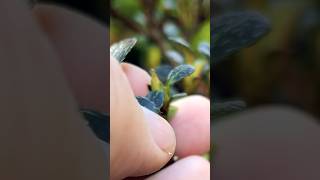 Satsuki Azalea Bonsai Flower Buds