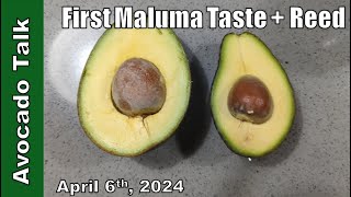 Maluma Avocado Taste Plus Extra Credit ReedAvocado Talk