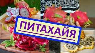 картинка: Питахайя, Патайя, Драконий фрукт - как вырастить дома