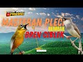 MASTERAN PLECI BREN CIBLEK RAPAT | MASTERAN PLECI BINTANG FULL NEMBAK