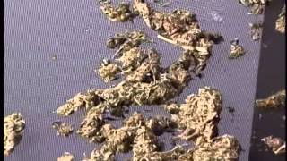 Ready   Set   Grow High Times  Growing 2