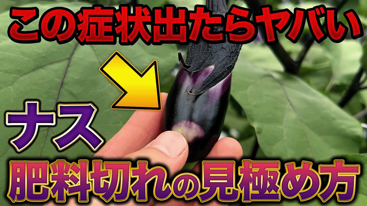 Super Easy] How to spot 5 symptoms of eggplants not getting enough