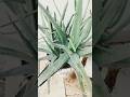Aloe vera plant careskin clean shorts mojganlifestyle