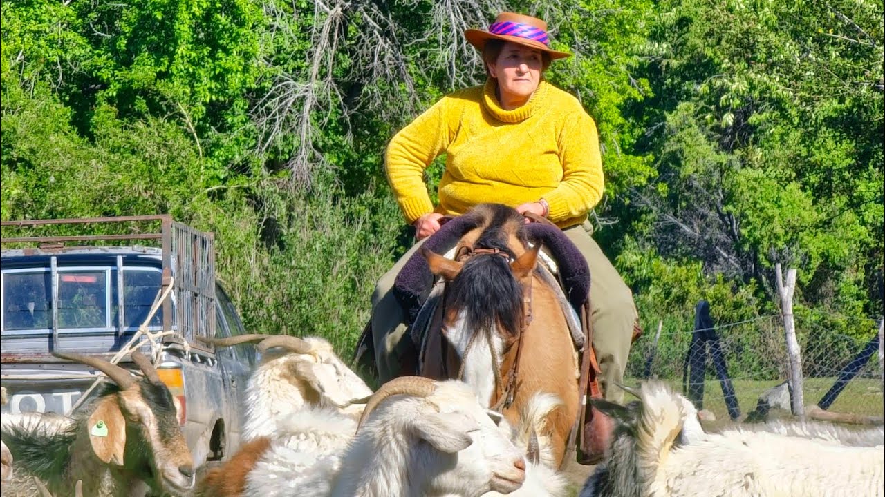 Arreo de cabras camino a las veranadas en la cordillera de los andes trashumancia como es el Arreo