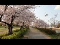 Japão - Sakura 2014