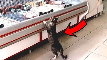 A HUNGRY CAT came to the BUTCHER, and then the incredible happened!