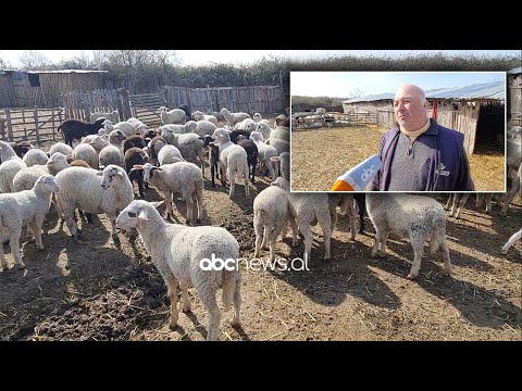 Video: A nuk duhet të kullosë bariu kopenë?