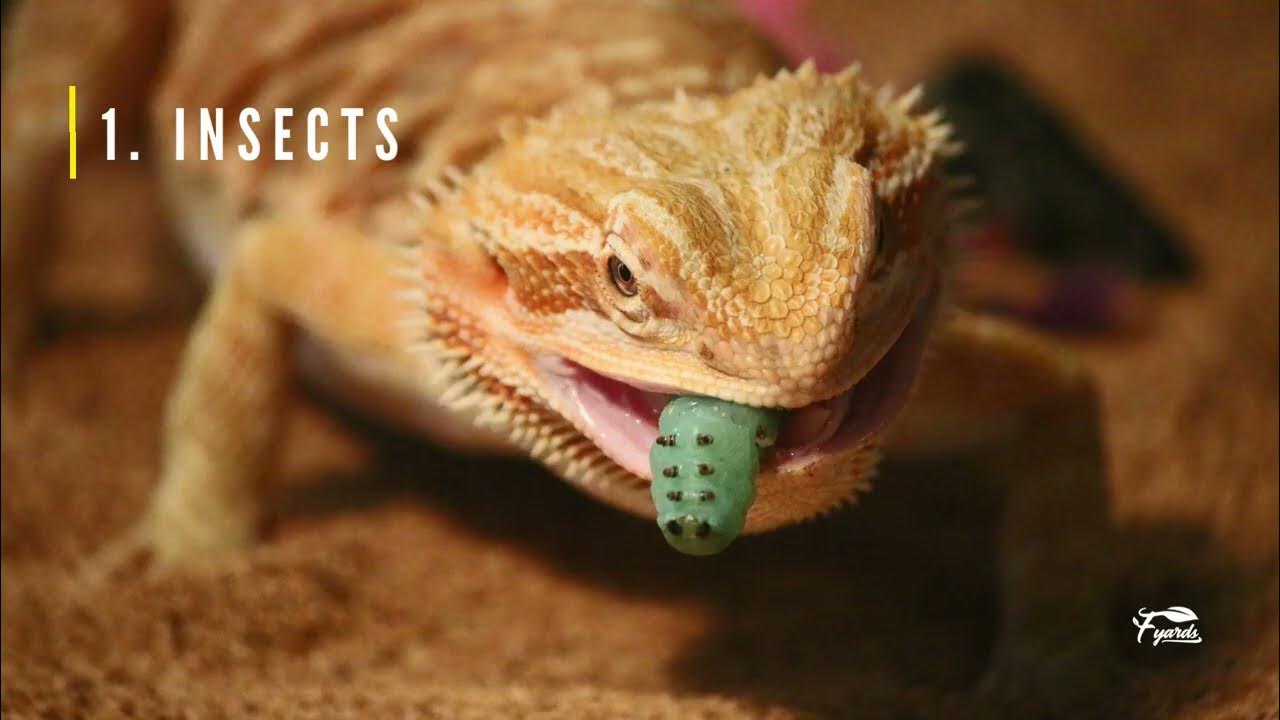 What Do Garden Lizards Eat Floridayards YouTube