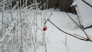 Снег. Рассказ Ивана Карасёва