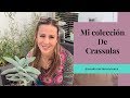 👩🏼‍🌾 Plantas Crasuláceas/ Mi colección 🌿