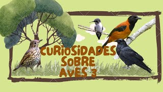 Curiosidades Sobre Aves #3 by AudioVisual Misc. 285 views 1 year ago 2 minutes, 6 seconds