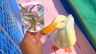 川で保護したアヒルが"岡山の美味すぎる魚"を食べる瞬間