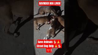 Puppy Rescue &amp; Milk Feeding ❤️ Street Dog Help shorts #shorts #viral #trending #youtubeshorts #dog