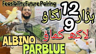 9 lac kamao 12 hazar lgao | Albino into parblue  | feasibility future pairing of lovebirds