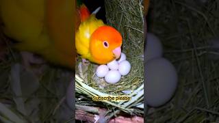 African love birds #lovebirds #birds #reels #trendingreels #foryou #breeding #progress #pets #birds