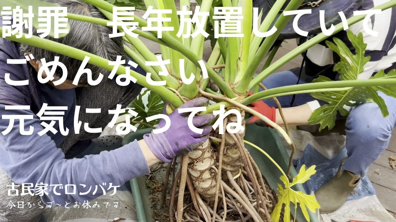 【#21】長年放置していた植物を植え替えセローム・梅・萩・ガジュマル