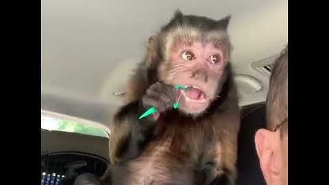 Even chimps use Floss Picks