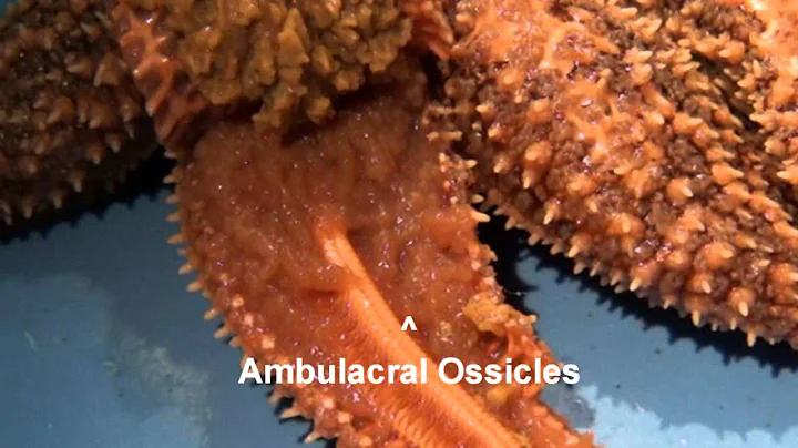 Starfish Dissection