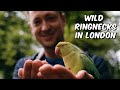 Wild ringnecks in London