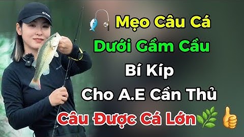 🎣 Mẹo Câu Cá Dưới Gầm Cầu – Bí Quyết Cho Cần Thủ | Câu Cá 24H