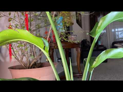Video Chia sẻ cách trồng, chăm sóc cây chuối mỏ két(bird of... - youtube