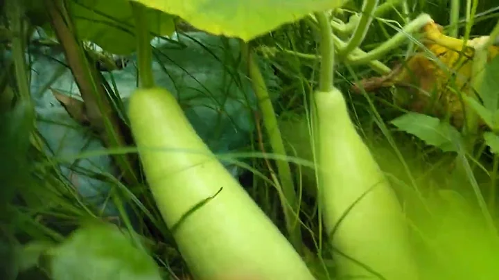 native bottle gourd nice fruiting.. ( money maker ...
