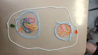 Cell Division Stop Motion