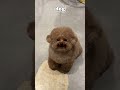 Parrot, Dog & Deer Being Besties for 1 Minute Straight! 😍 #animalshorts #cutemoments" #animal #cute