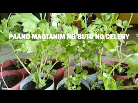 Video: Ang Paggamit Ng Kintsay Para Sa Mga Layunin Ng Nakapagpapagaling At Pagluluto