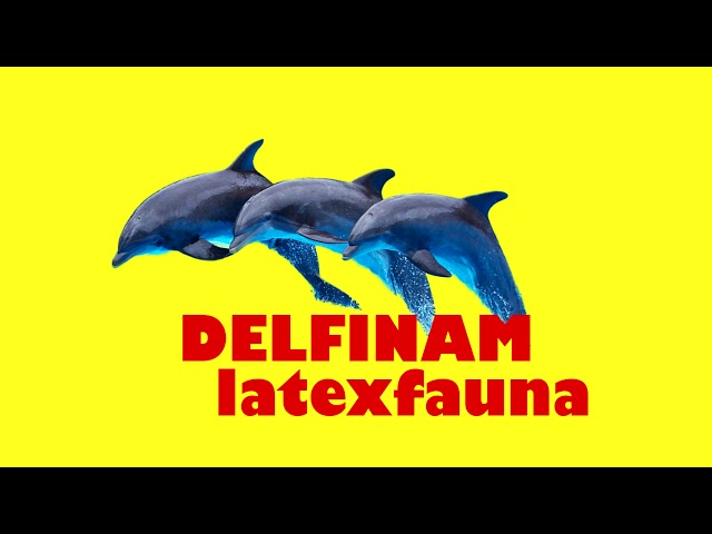 LATEXFAUNA - Delfinam