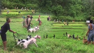 AKHIRNYA!!! PENGHUNI HUTAN INI BERHAMBURAN KELUAR SARANG