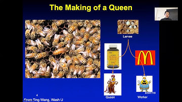 2019 STAT115 Lect12.1 Intro to Epigenetics