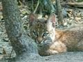 Bobcat Kittens "The Outside World"