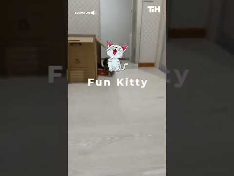 Cat Walks Funny After Getting Scared of Box Placed in Front and Crashes Into Mirror