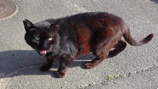 漁港の街で出会った黒猫、ナデナデすると大声で叫びながら喜んだ