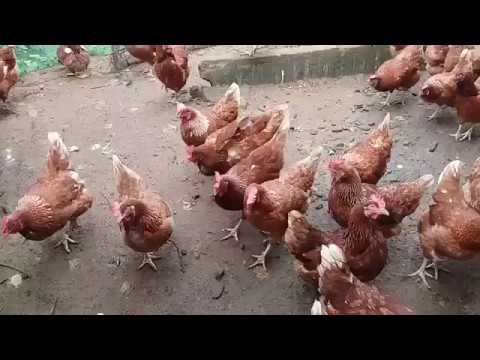 Usaha sukses berternak ayam petelur umbaran 