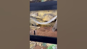 🐍 Super Dwarf Retic #shorts #pets #snake #animals #python #wildlife #reptiles #viral #youtubeshorts