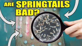 E.12 are SPRINGTAILS bad? - AIRCUBE - Using MARSHYDRO 5x5 w/ Fc8000 & ADLITE