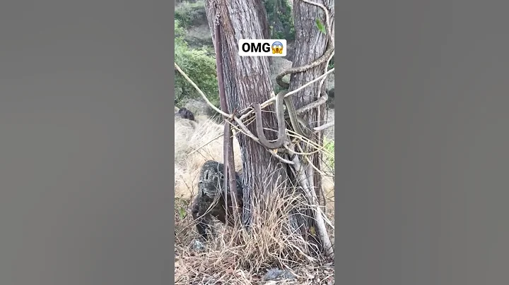 OMG😱||komodo dragon vs king snake #shorts #trending #animals