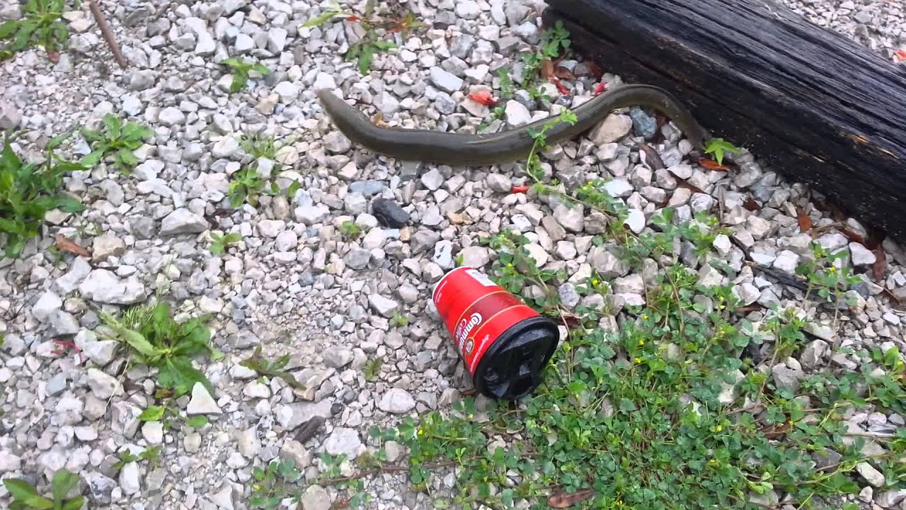 Eel Louisiana YouTube