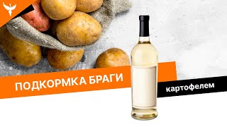 Подкормка браги картофелем