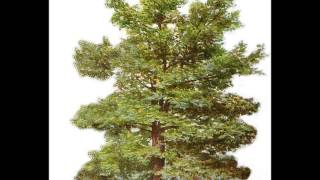 APES project Deciduous Forest