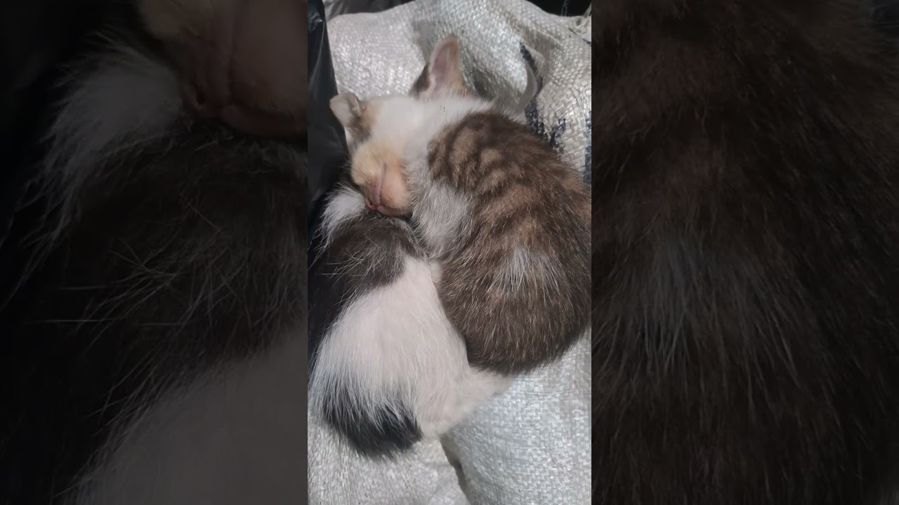 #bayikucinglucu #cat #bayikucinglucudanimut #kitten #kucing #kucingbelangtiga 