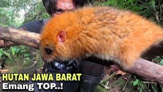 WEST JAVA FOREST, Home to unique animals || chestnut-capped babbler nest || arya mos