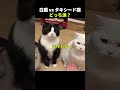 黒にゃん vs 白にゃん、みんなはどっち派？