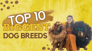 Top 10 BIGGEST Dog Breeds IN THE WORLD | BIGGEST DOGS by Top10Best 173 views 2 years ago 10 minutes, 2 seconds